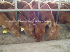 DSC00729 copy.JPG (108562 bytes)