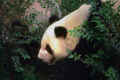 panda2.jpg (16060 bytes)