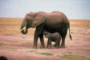 baby_elephant(Mom).jpg (19929 bytes)