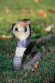 cobra.jpg (24274 bytes)