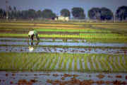 rice_field.jpg (16719 bytes)